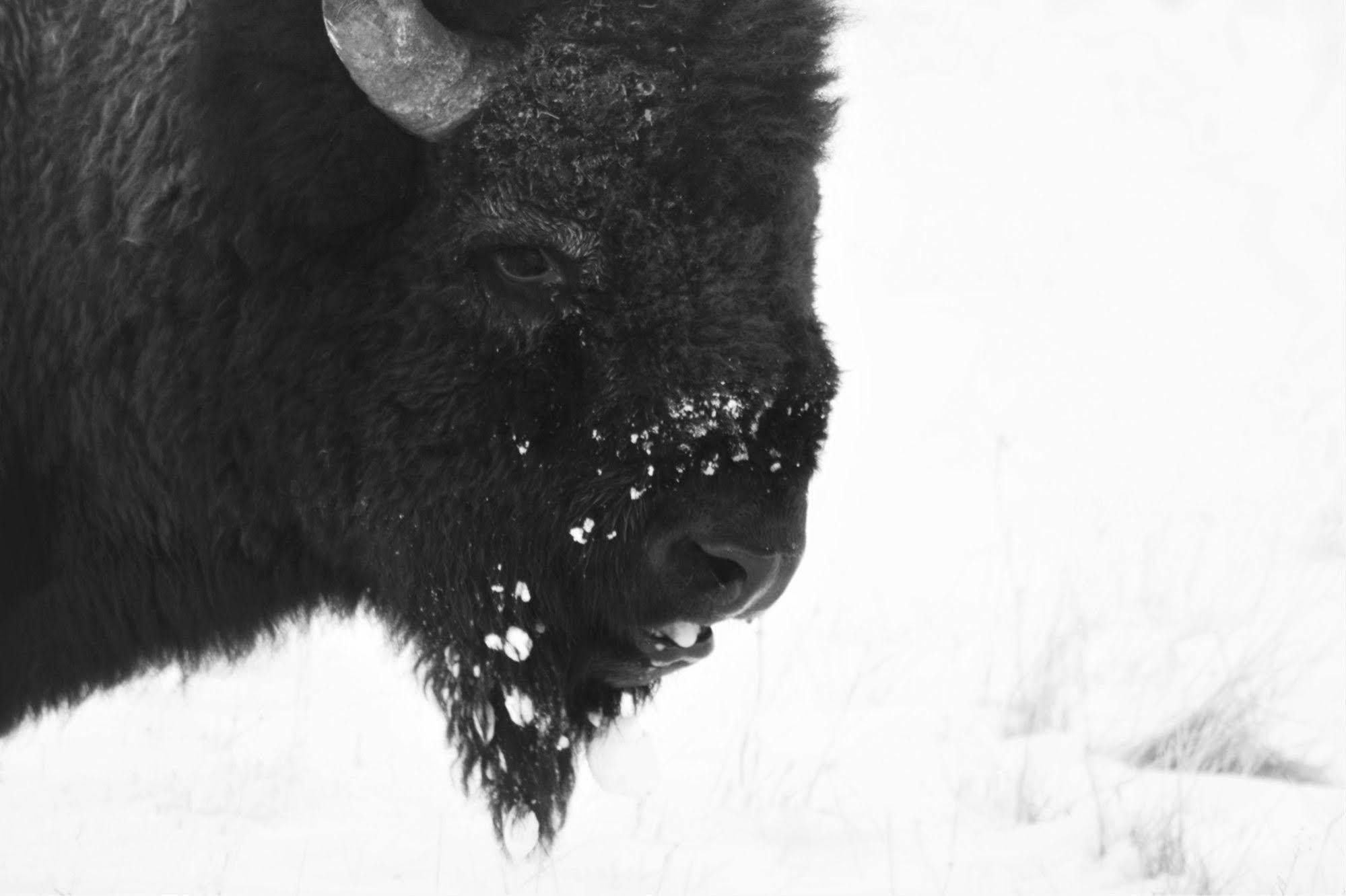 Brandin' Iron Inn West Yellowstone Eksteriør bilde